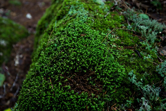 Entodon Seductrix moss, reindeer lichen, star moss