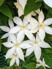 white and yellow flowers