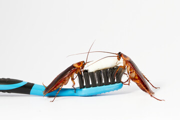 Close up Cockroaches with tooth brush on white background