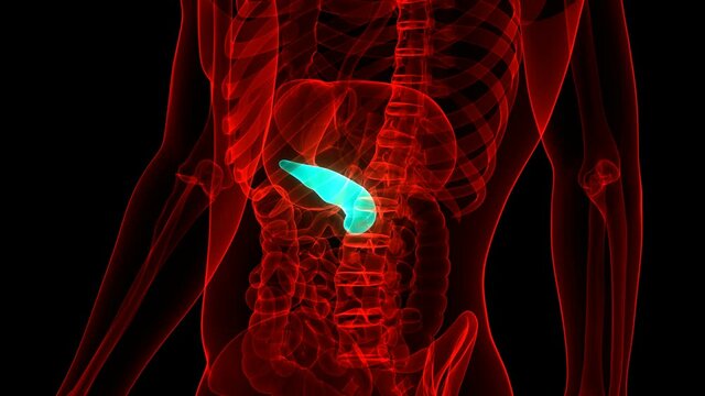 Human Internal Organ Pancreas Anatomy Animation Concept