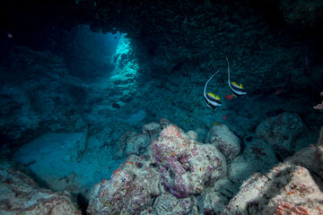 Naklejka na ściany i meble Two butterfly fish swim through an underwater cave