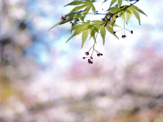青紅葉の葉と桜の色