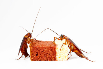  Cockroaches with cake isolated on white background