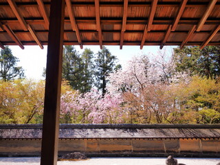 竜安寺石庭と桜