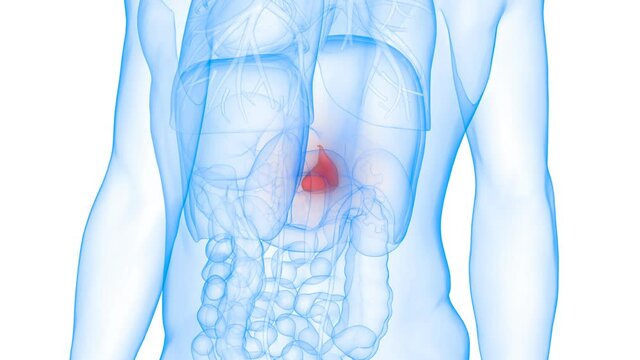 Human Internal Organ Gallbladder Anatomy Animation Concept