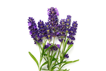 Fototapeta premium lavender flower isolated on white. lavender flowers blooms on white background.