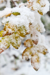 Yellow autumn leaves of wild rose are covered with fluffy first snow. City Park. Natural background. Change of seasons. Bad weather, cyclone