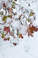 Red and yellow snowy leaves of a bush against a background of white lawns covered with the first snow in a city park. Natural background. Change of seasons. Bad weather, cyclone