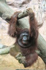 Portrait of Orangutan hanging from a tree branch