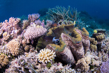 Naklejka na ściany i meble A large giant clam sits amongst healthy hard coral