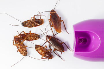 Close up Cockroaches with anti Cockroaches spray