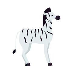 Flat cartoon isolated vector illustration of zebra
