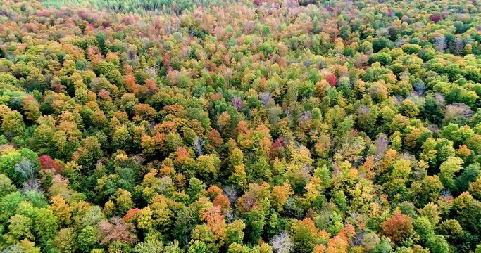 4K footage of autumn colors over top trees in Northern Michigans Upper Peninsula