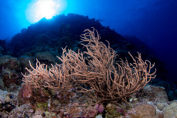 Healthy soft corals on the reef