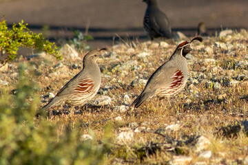 A pair of Quail in the afternoon sun