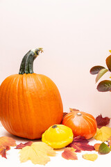 Festive composition of colored autumn leaves, pumpkins and squash on a light background copy space. Thanksgiving or Halloween concept