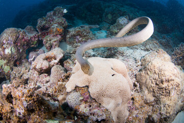 An Olive Sea Snake swims around the reef © Jemma Craig