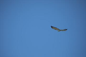 Bird in the sky
