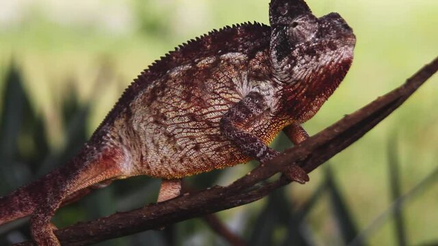 Madagascar Red Chameleon Walking On Branch. Locked Off