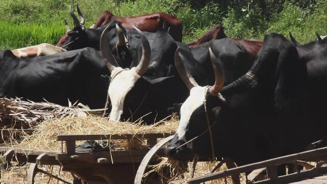 Herd Of Cows Eating Fresh Hay From Carts In Madagascar. Locked Off