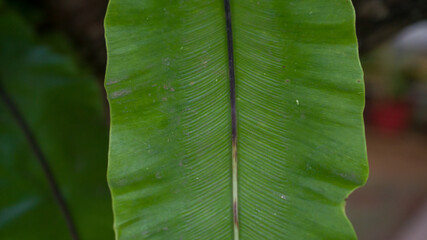 Leafs pattern of Bird's-nest ferns plants or (Asplenium antiquum), close-up shot on different angles.