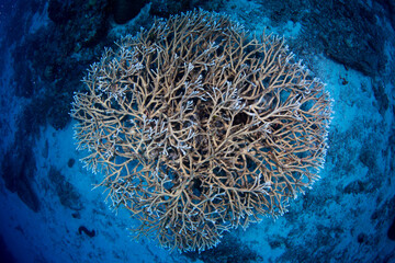 Healthy and colorful hard coral on the Great Barrier Reef