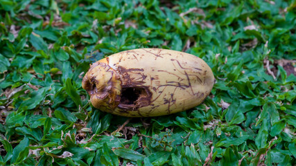 Coconuts have been perforated by squirrels, close-up shot on the grass.