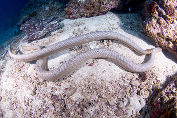 An Olive Sea Snake swims around the reef