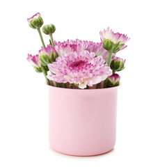 Spring purple flower in small cups cute isolated on white background