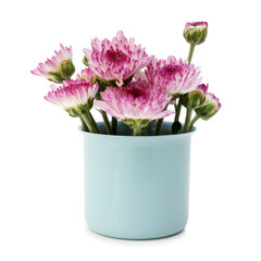 Spring purple flower in small cups cute isolated on white background