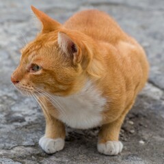 An adorable ginger domestic cat laying on the footpath, close-up shot outdoor.
