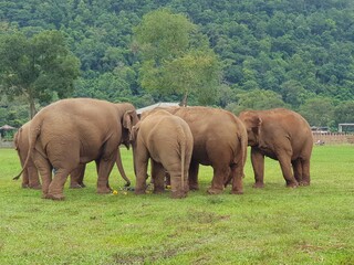 Fototapeta premium Thai elephant family That is preserved for tourists to see 