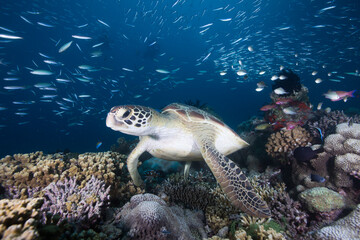 A Green Sea Turtle sits on the reef