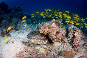 Naklejka na ściany i meble A Green Sea Turtle sits on the reef as yellow fish swim in the background
