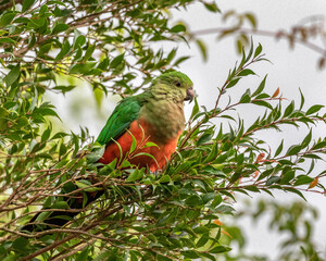 Female Australian King Parrot (Alisterus scapularis) perched in a tree - native to eastern Australia 