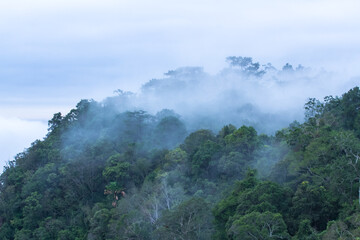 fog over the forest