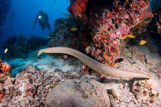 Olive Sea Snake Swims Around The Reef