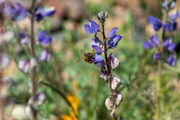 A honey bee on a purple flower