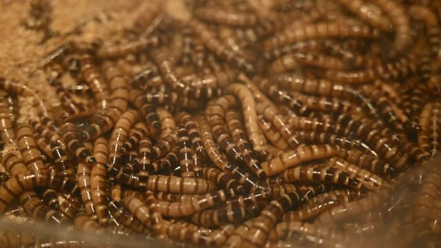 group of worms living in farm or zoo, for feeding to animals and birds