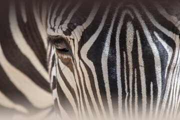 Plakat Eine Nahaufnahme von einem Zebra. Fokus auf dem Auge.