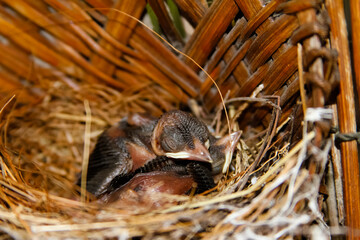 A new born bird in the nest