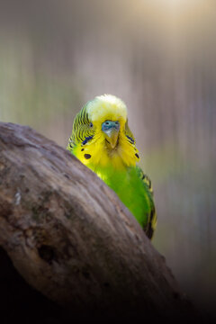 Wellensittich versteckt sich hinter einem Ast