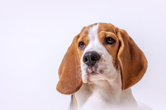 Beagle welpe mit wei&szlig;em Hintergrund