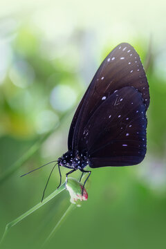 Schwarzer Schmetterling sitzt auf einer Knospe