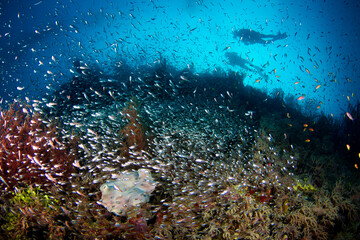 Fototapeta na wymiar A large school of small bait fish on the reef