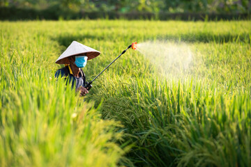 Thai farmers spray fertilizers or pesticides in rice fields in Asia.