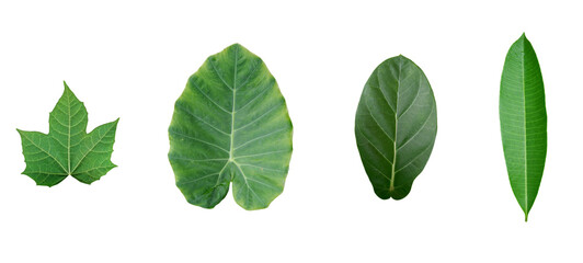 Green leaf isolated on white background, clipping path.