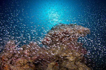 Naklejka na ściany i meble A large school of small bait fish on the reef
