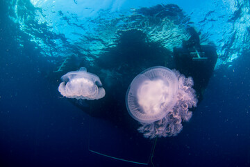 A jellyfish floats underneath a boat