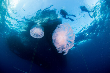 A jellyfish floats underneath a boat